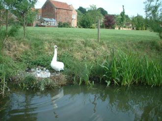 Swan and Cygnets