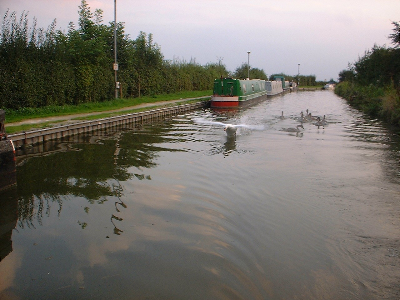 Clayworth swan