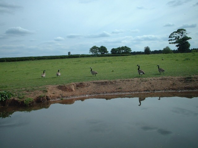 Canadian Geese